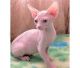 CFT Sphynx Kittens For Sale