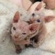 Sphynx Cats for sale in Mississauga, ON, Canada. price: NA