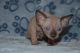 Sphynx Cats for sale in Riverside, CA, USA. price: NA