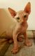 Sphynx Cats for sale in Sacramento, CA, USA. price: $400