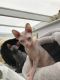 Sphynx Cats for sale in Sacramento, CA, USA. price: $400