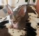 Sphynx Cats for sale in Pacific Beach, San Diego, CA, USA. price: NA