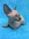 Sphynx Cats for sale in San Jose, CA, USA. price: $550