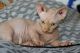 Sphynx Cats for sale in Newark, NJ, USA. price: NA