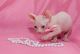 Sphynx Cats for sale in Vancouver, BC, Canada. price: NA