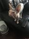 Sphynx Cats for sale in San Antonio, TX 78224, USA. price: NA