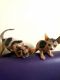 Sphynx Cats for sale in San Antonio, TX 78224, USA. price: NA