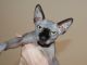 Sphynx Cats for sale in Albuquerque, NM, USA. price: NA