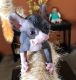 Sphynx Cats for sale in Pacific Beach, San Diego, CA, USA. price: NA