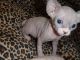 Sphynx Cats for sale in Sacramento, CA, USA. price: $650