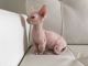 Sphynx Cats for sale in TX-249, Houston, TX, USA. price: $550