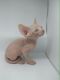 Sphynx Cats for sale in Houston, TX 77002, USA. price: $500