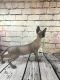 Sphynx Cats for sale in Jacksonville, FL, USA. price: $1,650