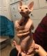 Sphynx Cats for sale in Houston, TX 77043, USA. price: $400