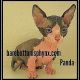 Sphynx Cats for sale in Temecula, CA, USA. price: NA