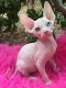 Sphynx Cats for sale in Douglasville, GA, USA. price: NA