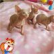 ADorable sphynx kittens available for new homes