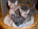 Sphynx Cats for sale in Jacksonville, FL, USA. price: $500