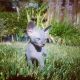 Sphynx Cats for sale in Atascadero, CA 93422, USA. price: NA