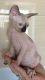 Sphynx Cats for sale in Austin, TX, USA. price: NA