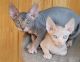 Sphynx Cats for sale in Sacramento, CA 95820, USA. price: $300