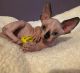 Sphynx Cats for sale in Austin, TX, USA. price: NA