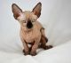 Sphynx Cats for sale in Charlotte, NC, USA. price: $500
