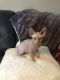 Sphynx Cats for sale in Indianapolis, IN, USA. price: NA