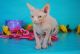 Male and Female Sphynx Kittens Available