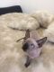 Sphynx Cats for sale in St. Louis, MO, USA. price: $490