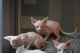 Sphynx Cats for sale in San Jose, CA, USA. price: NA