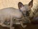 Active Male and Female Sphynx Seal Point Kittens