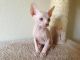 Great Sphynx Kittens available now