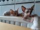 Sphynx Cats for sale in Charlotte, NC, USA. price: $475