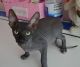 Sphynx Cats for sale in F1B Atlantic Blvd, Jacksonville, FL 32224, USA. price: $500