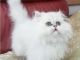 This adorable litter of Doll Face Persian Manx Kittens