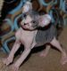 Healthy Male and Female Sphynx Kittens
