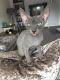 Canadian Sphynx Girl Kittens available now
