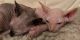 Sphynx Cats for sale in Hartford, CT 06156, USA. price: $400