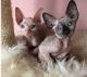 Beautiful Sphynx Kittens Available
