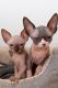Five Adorable Canadian Sphynx Kittens