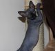 Sphynx Cats for sale in Albuquerque, NM, USA. price: $400