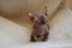 Sphynx Cats for sale in Mobile, AL, USA. price: NA