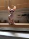 *** Adorable Sphynx Kittens For Adoption*** Good Homes Only Please***