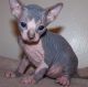 Sphynx Cats for sale in West Hartford, CT, USA. price: $500