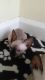 Sphynx Cats for sale in Kansas City, MO, USA. price: $500