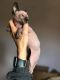 Sphynx Cats for sale in Albuquerque, NM, USA. price: $500
