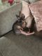 Sphynx Cats for sale in Houston, TX, USA. price: $500