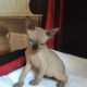 6 Sphinx Kittens Available