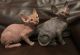 Sphynx Cats for sale in Houston, TX, USA. price: $400